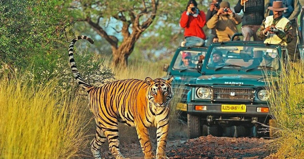 Ranthambhore Hotels